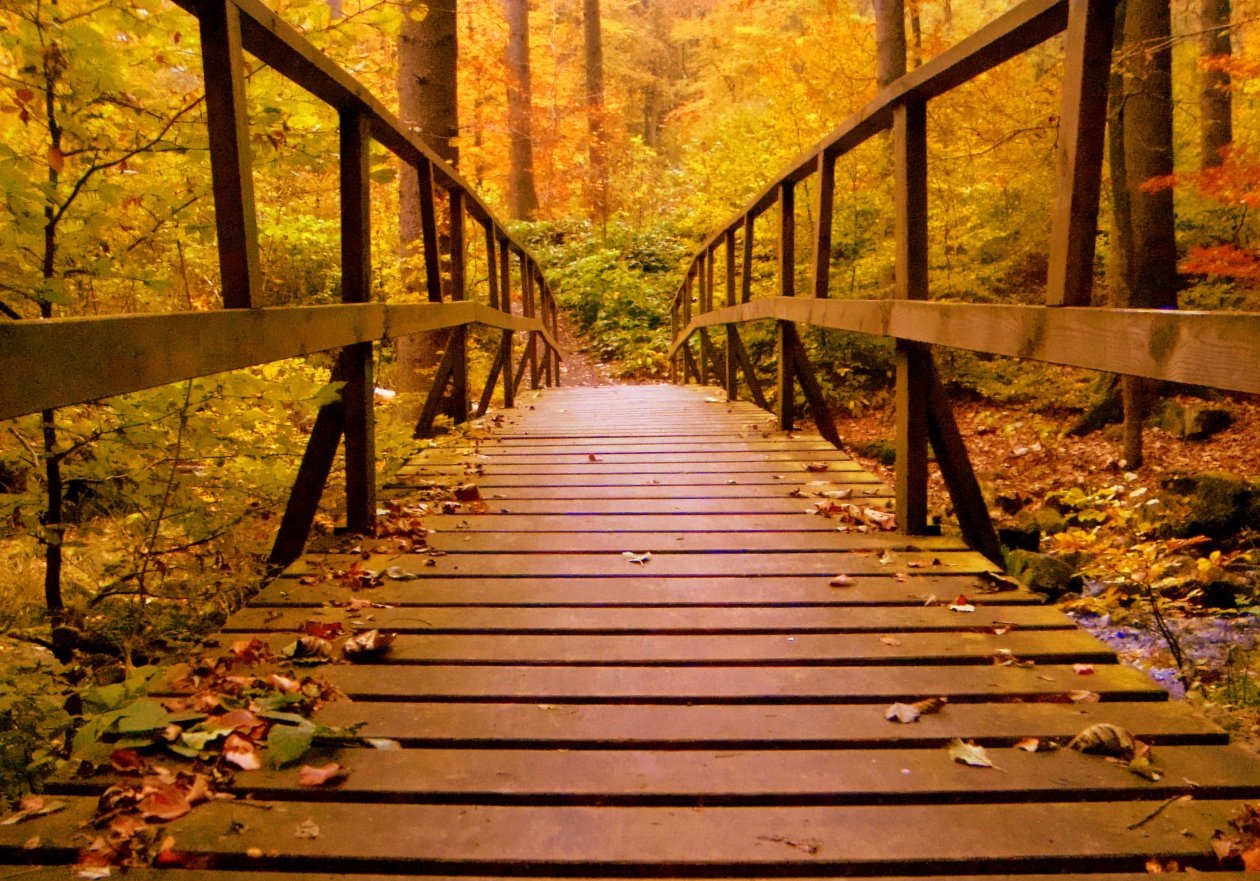Wooden Bridge Forest Autumn Leaves