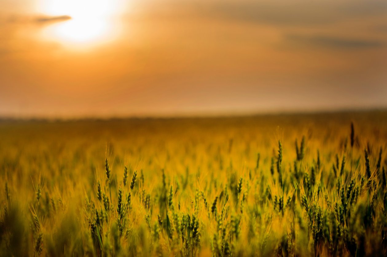 Yellow Green Field During Sunset 4k