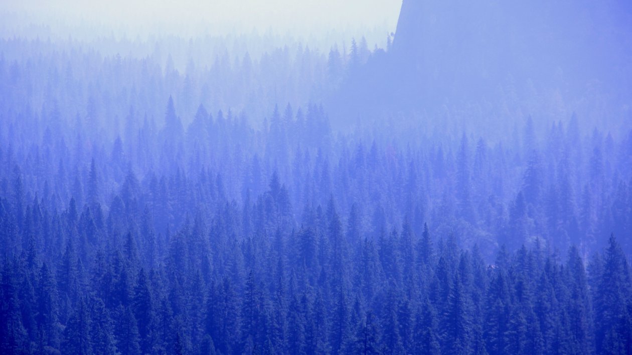 Forest Trees Blue Tone 5k