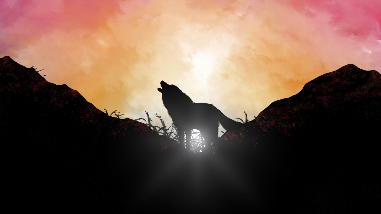 Fox Howling Sunrise 5k