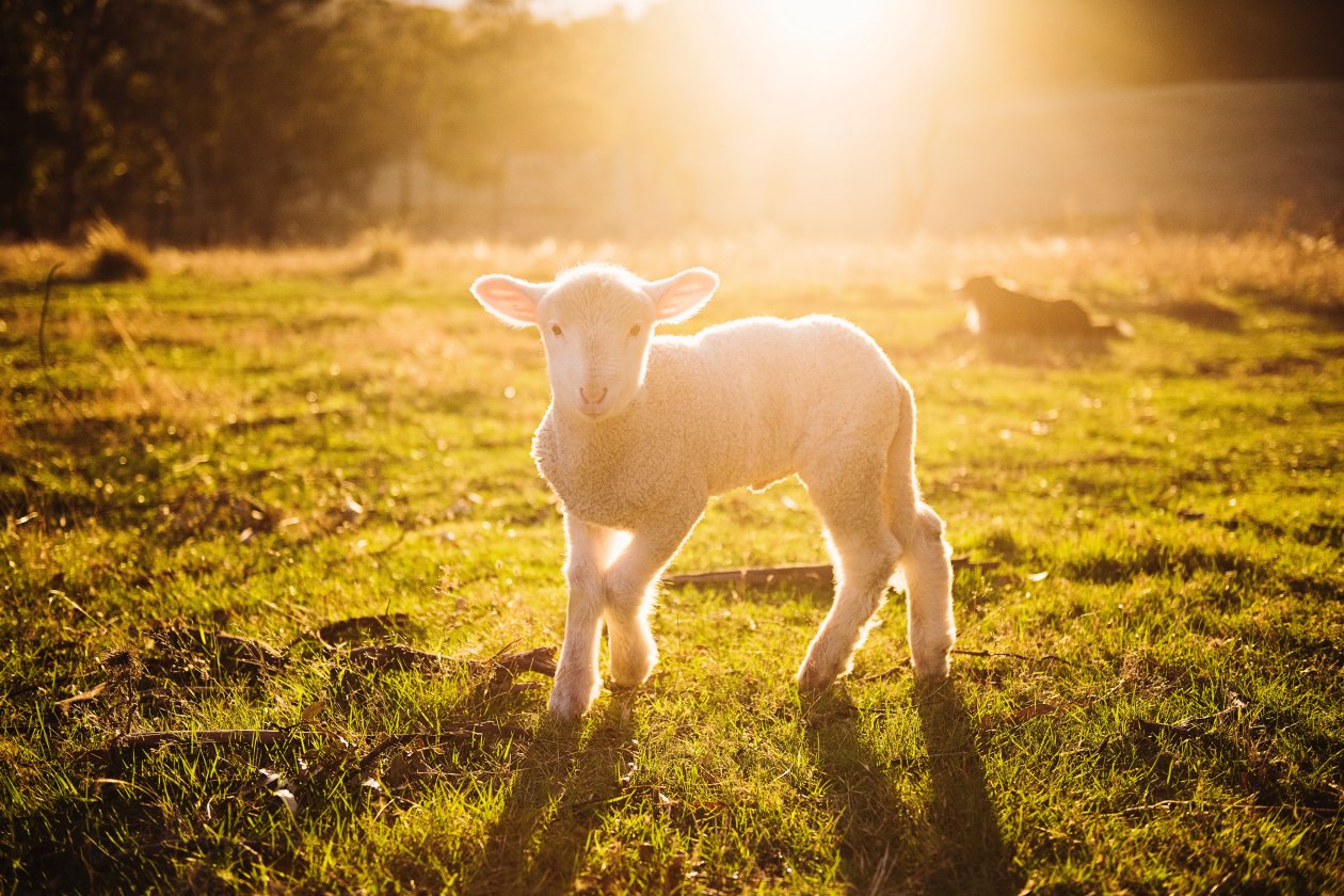 White Sheep Photography 8k