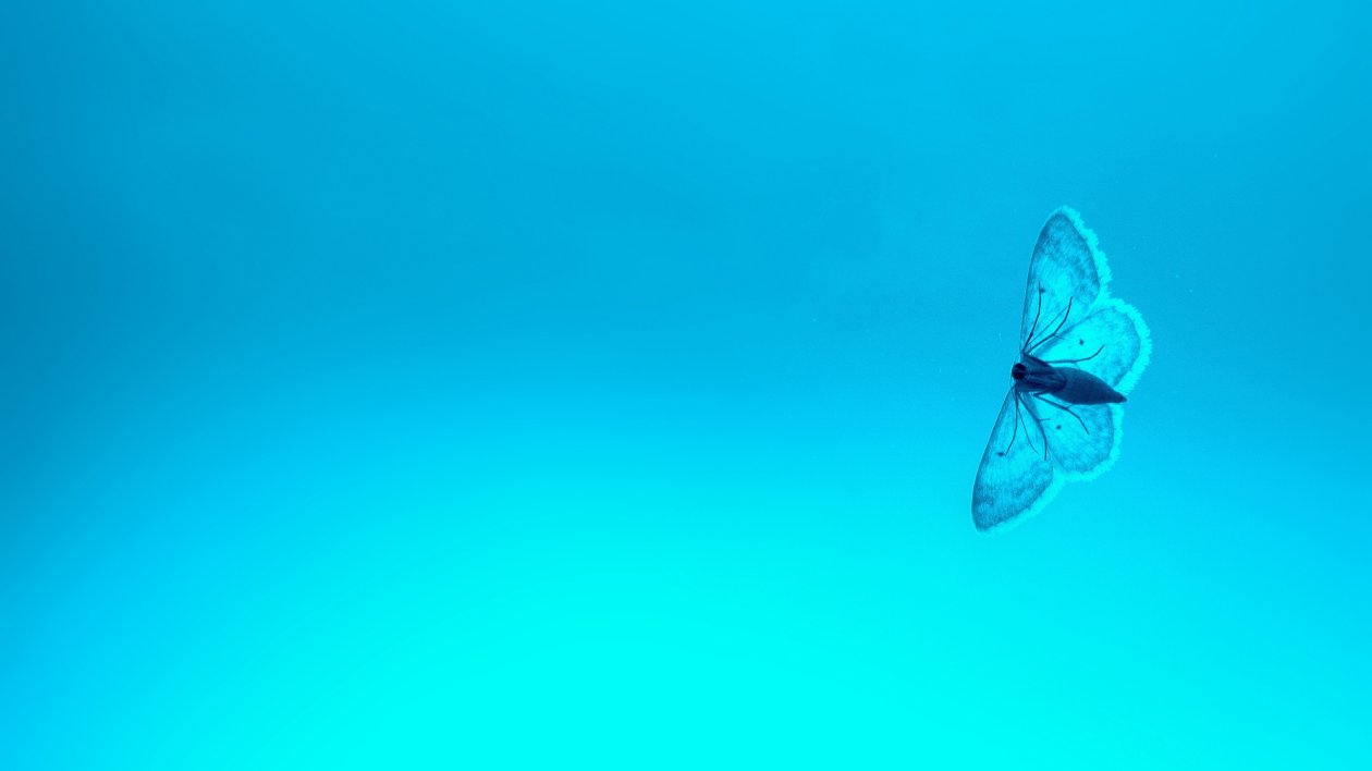 Blue Butterfly 4k