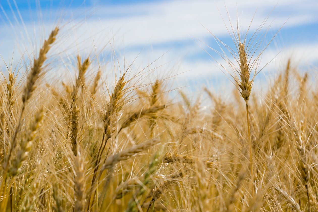 Dry Wheat Farm