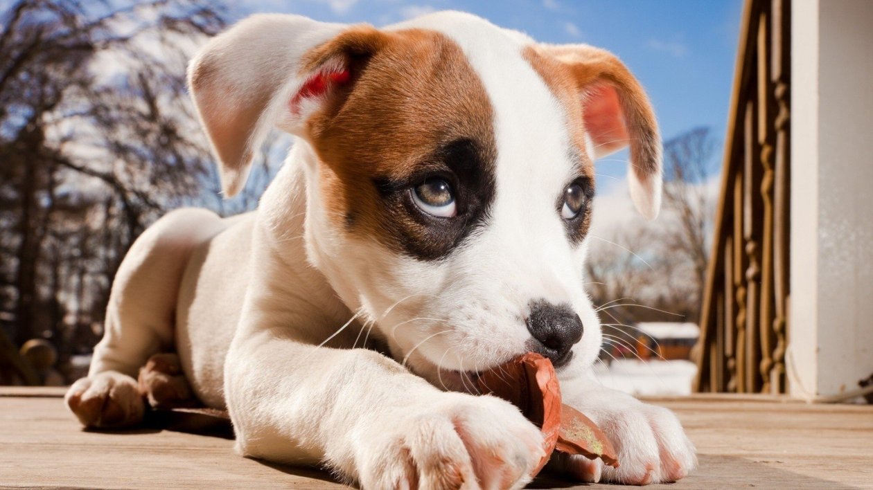 Dog Cute