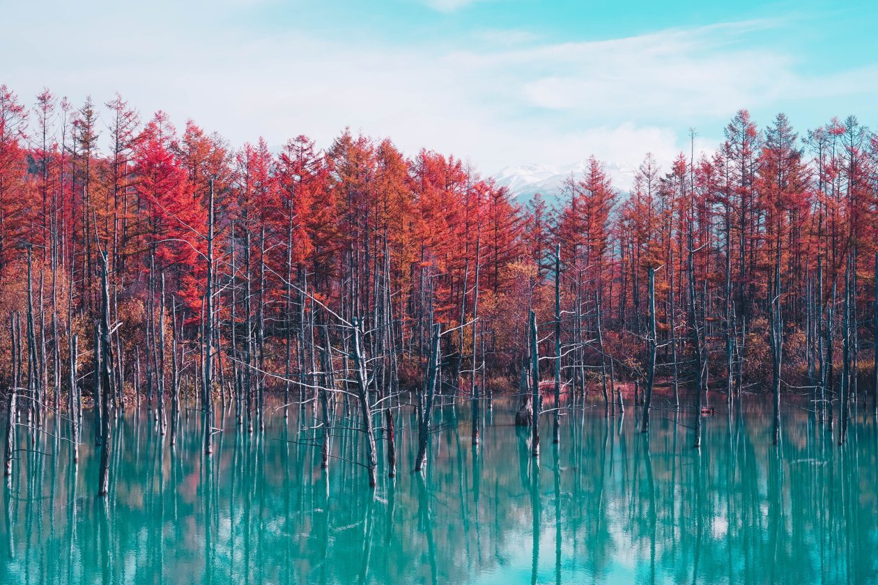 Nature Landscape Trees Forest Fall Water Pond Sky Clouds 4k