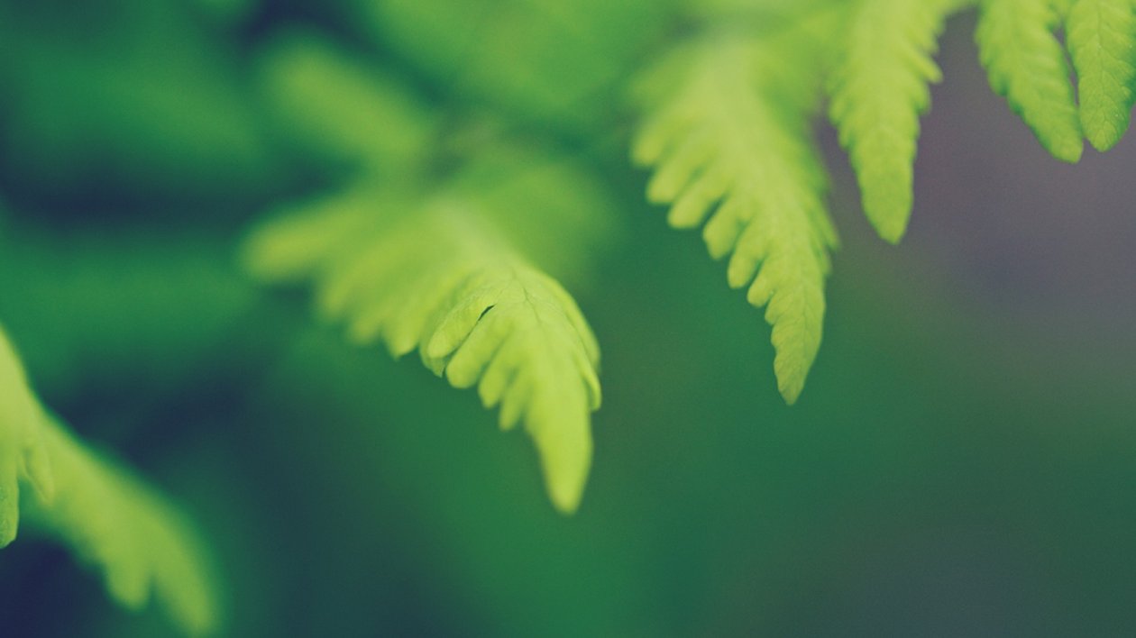 Green Leaves