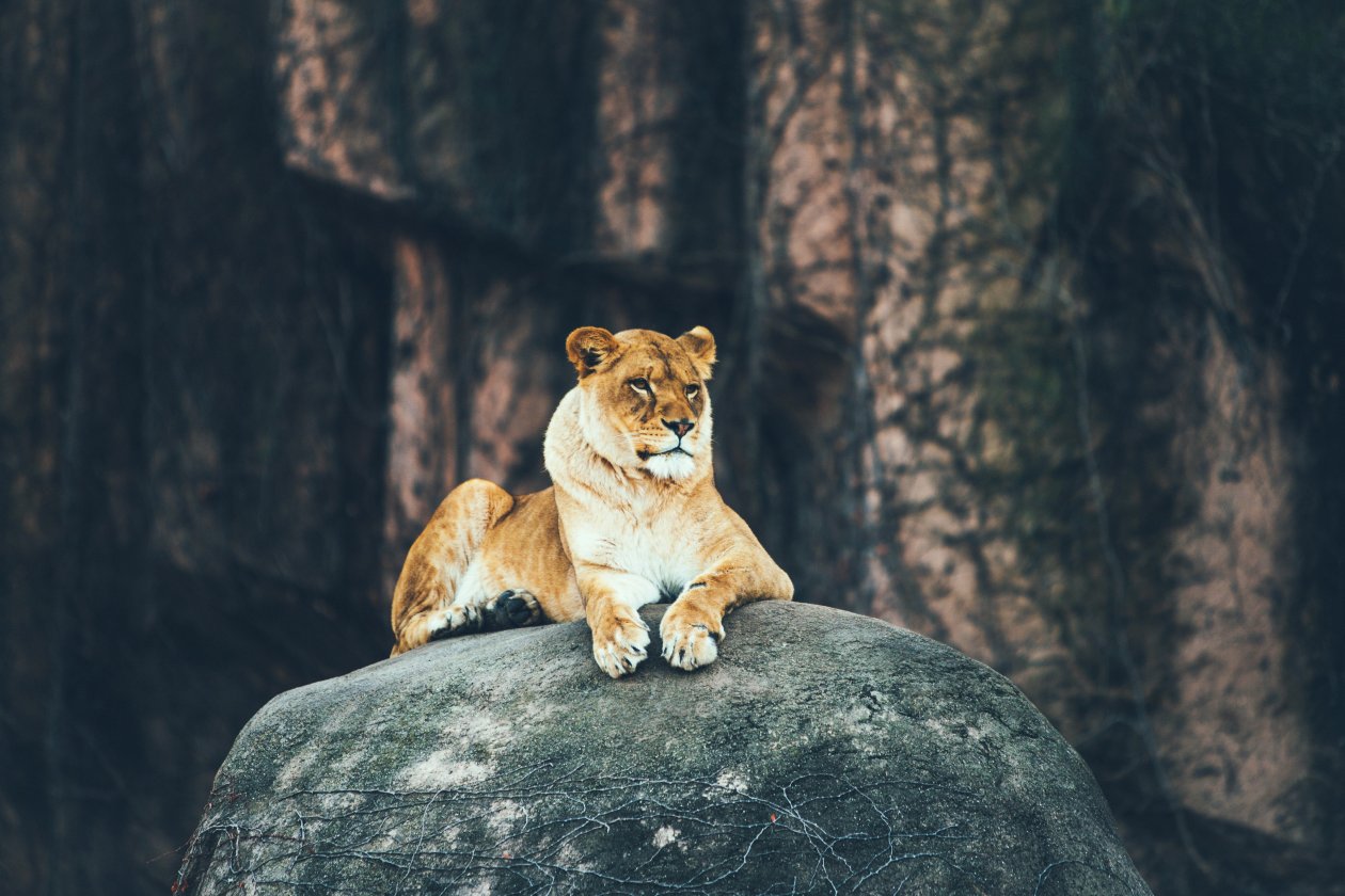 Lion Sitting On Rock 4k