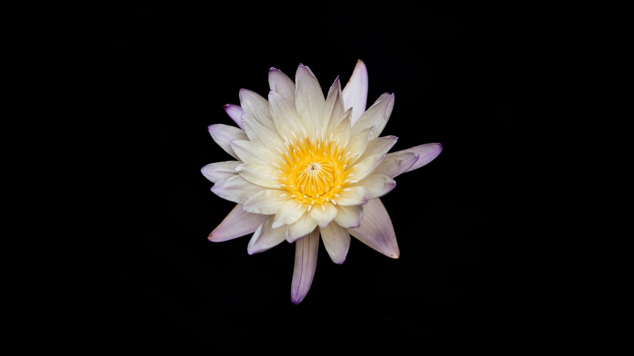 White And Yellow Flower Black Background 5k