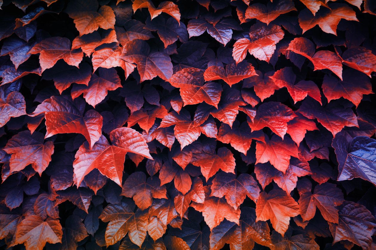Autumn Leaves 4k