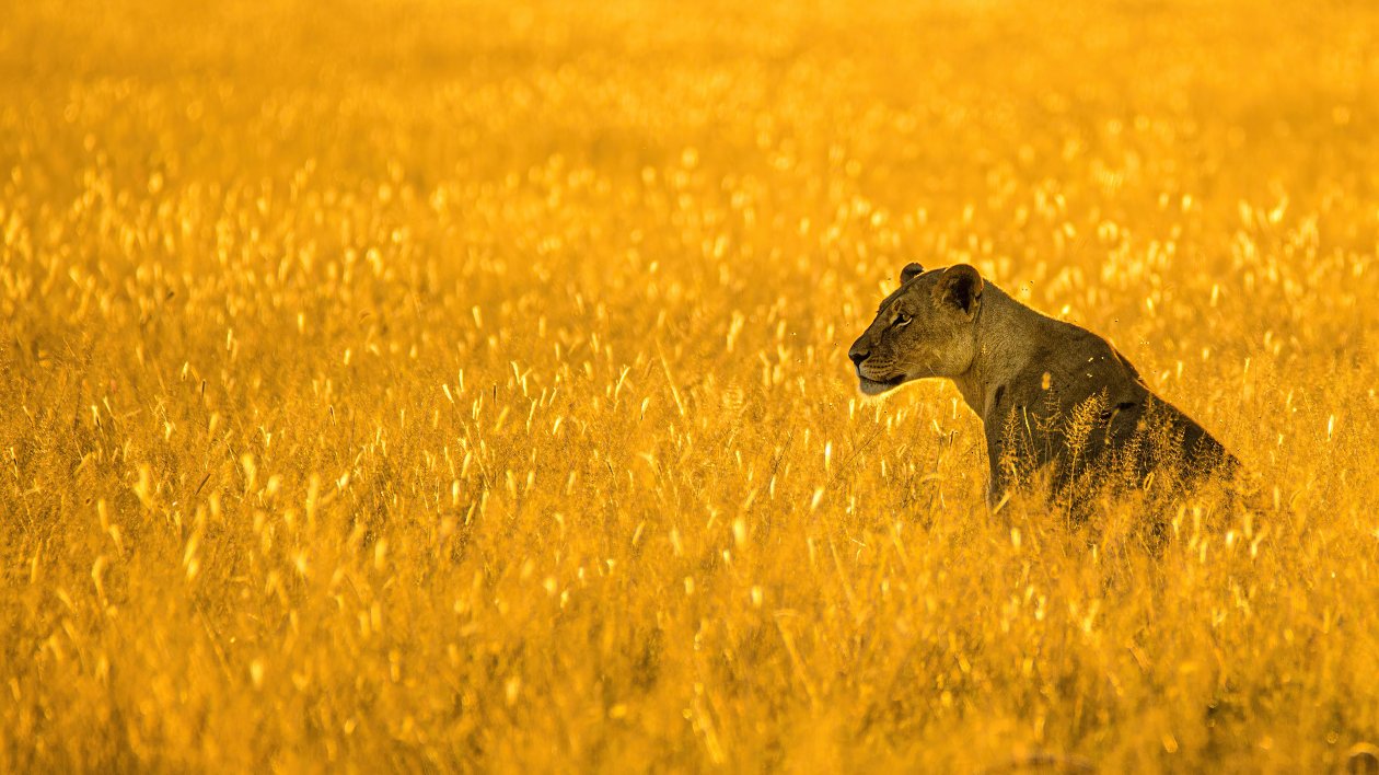Lioness Big Cat 4k
