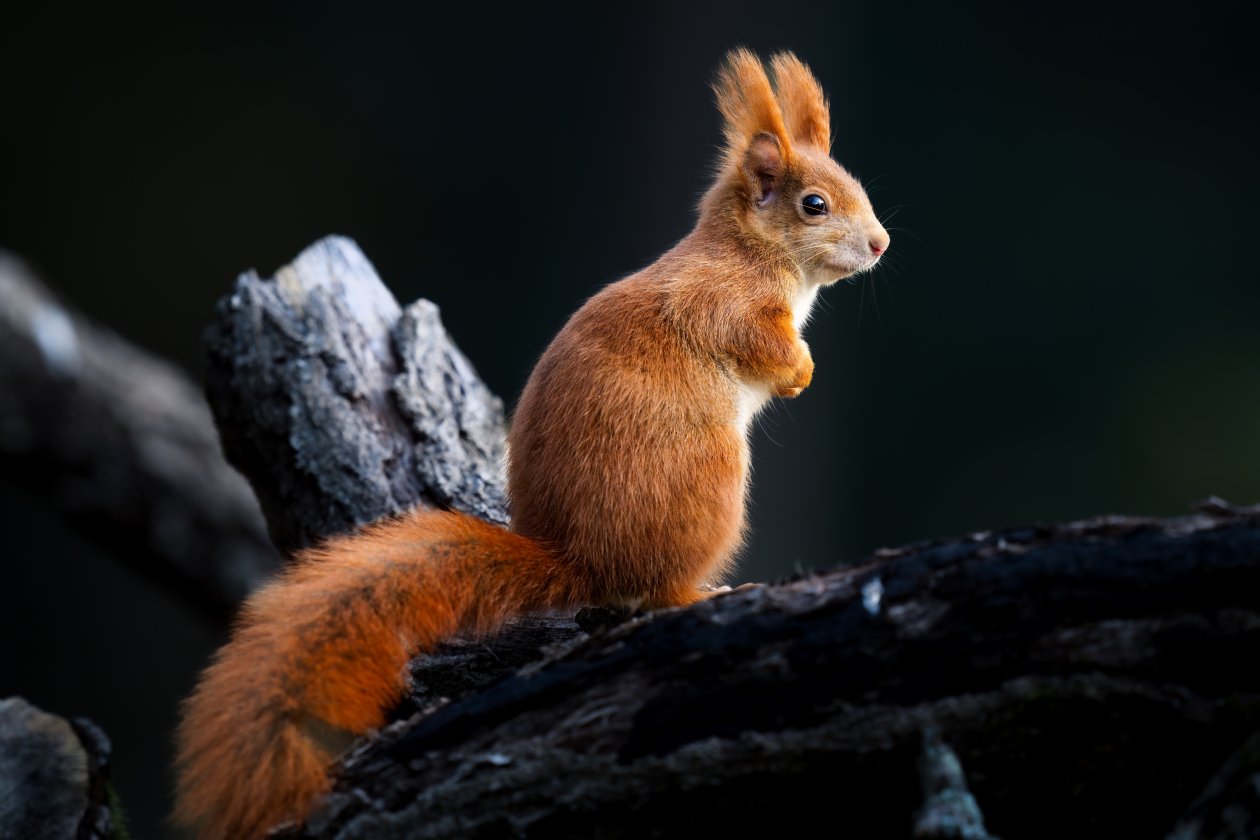 Squirrels