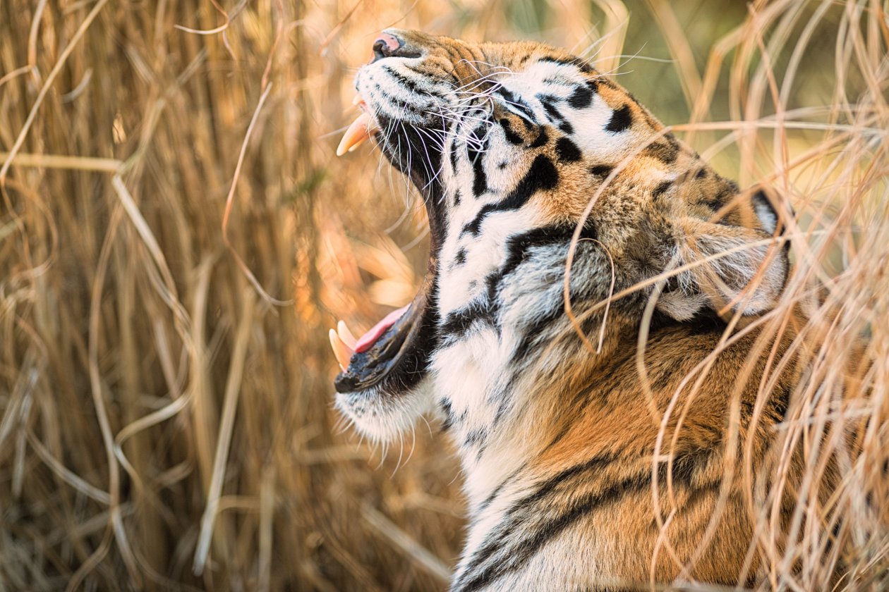 Tiger Open Mouth 8k