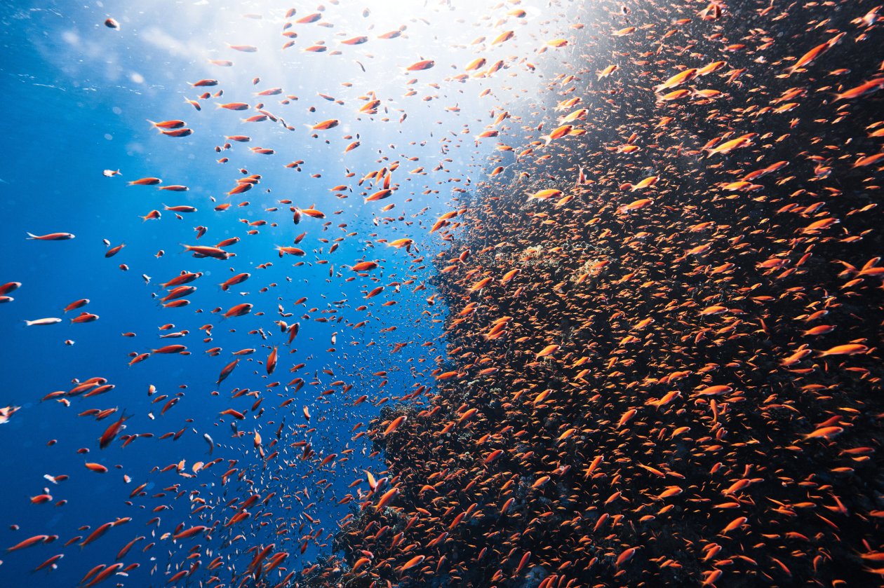 Reefs And An Abundance Of Diverse Marine Life