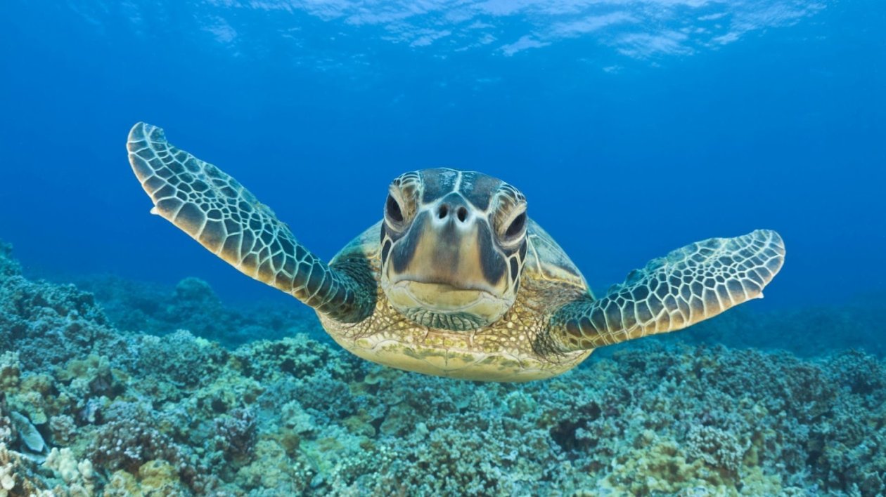 Turtle
