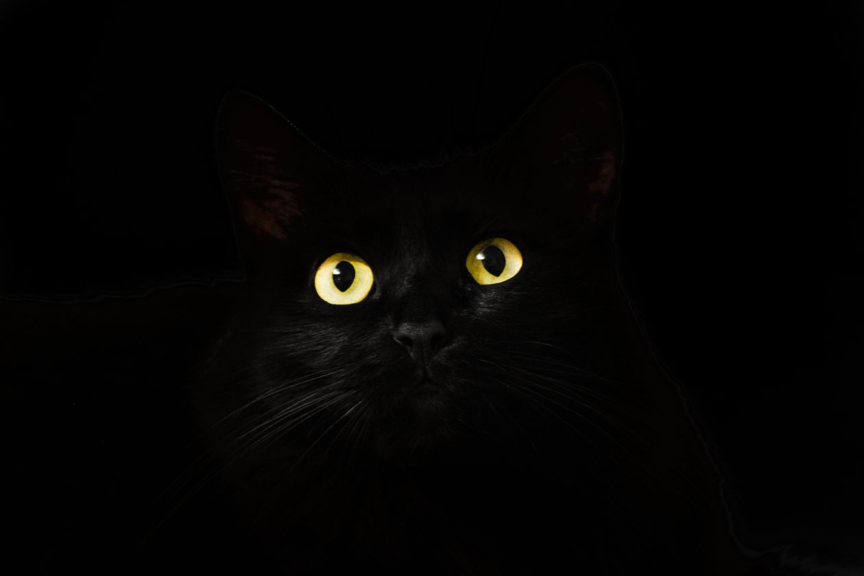 Black Cat Eyes Dark 5k
