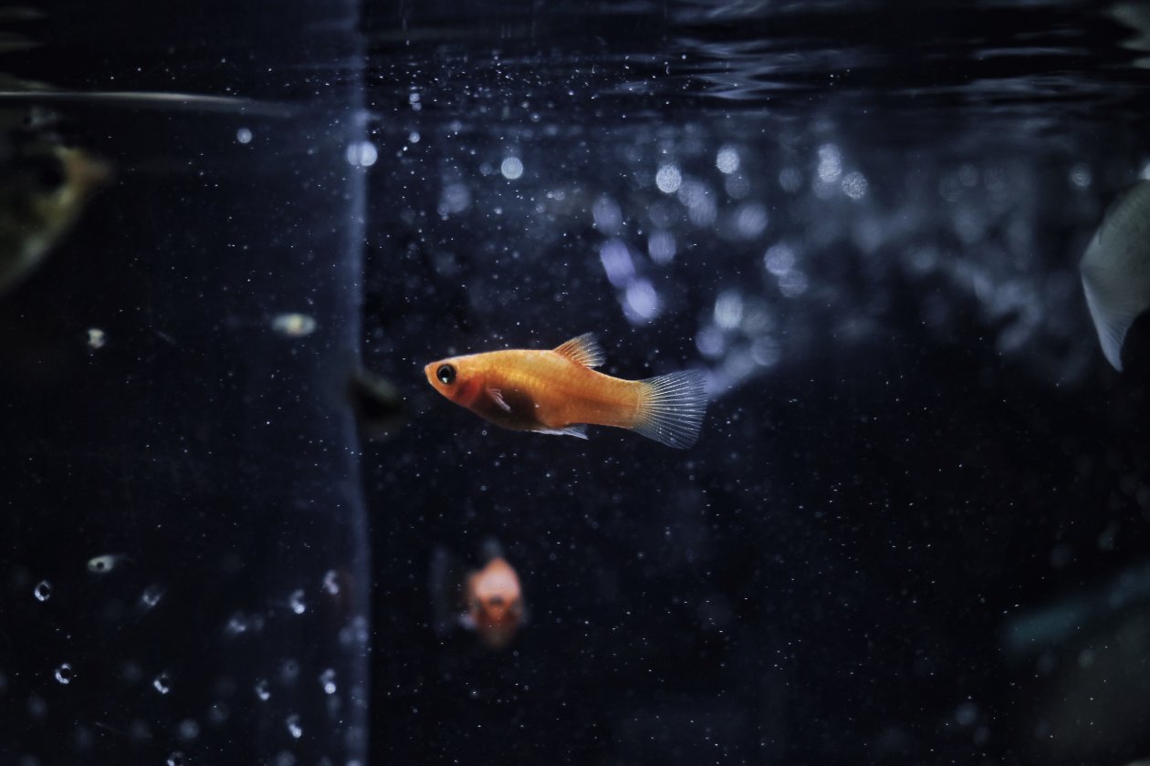 Goldfish