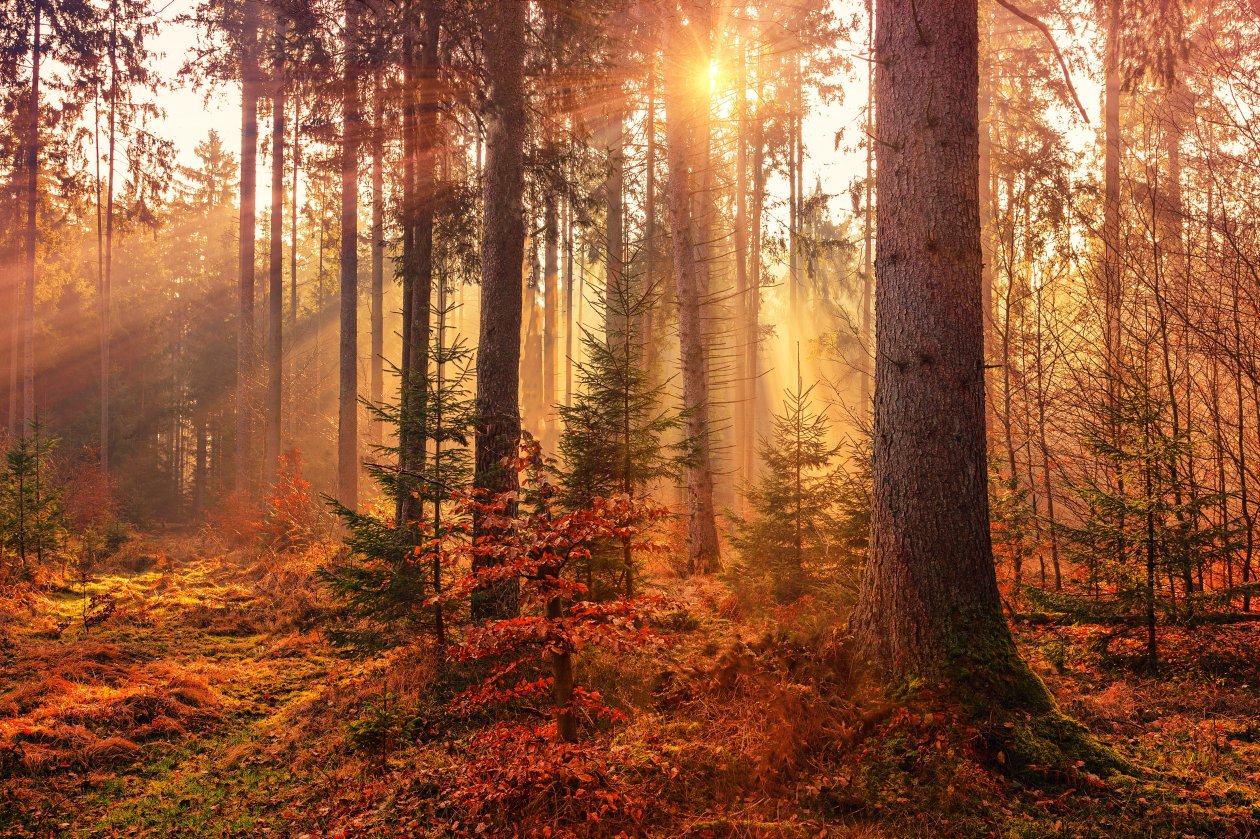 Autumn Sunbeams Forest Light Rays 5k