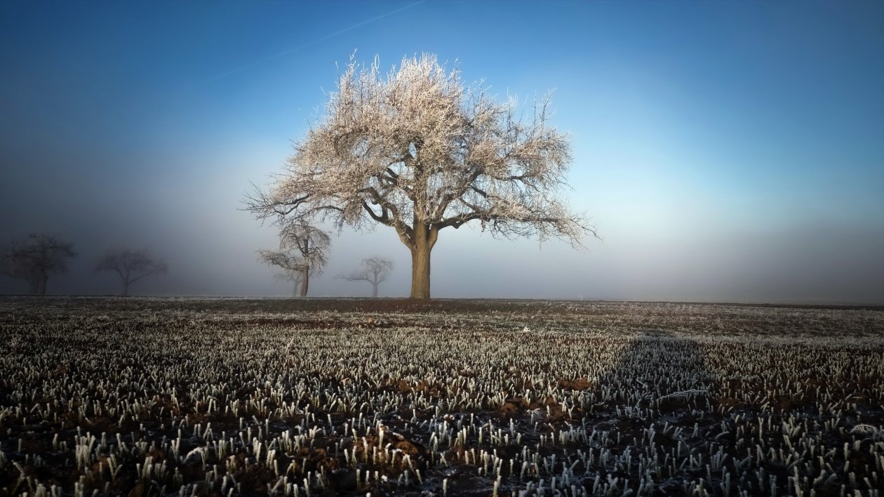 Winter Field Landscape Trees
