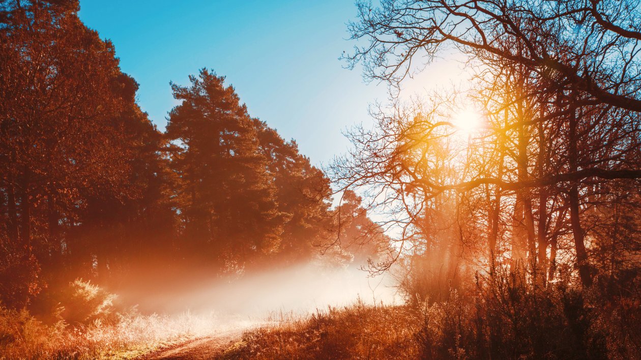 Sunbeams Opening Forest Day Autumn Season 5k