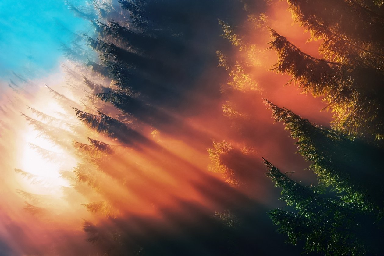 Forest Sunbeam Fog