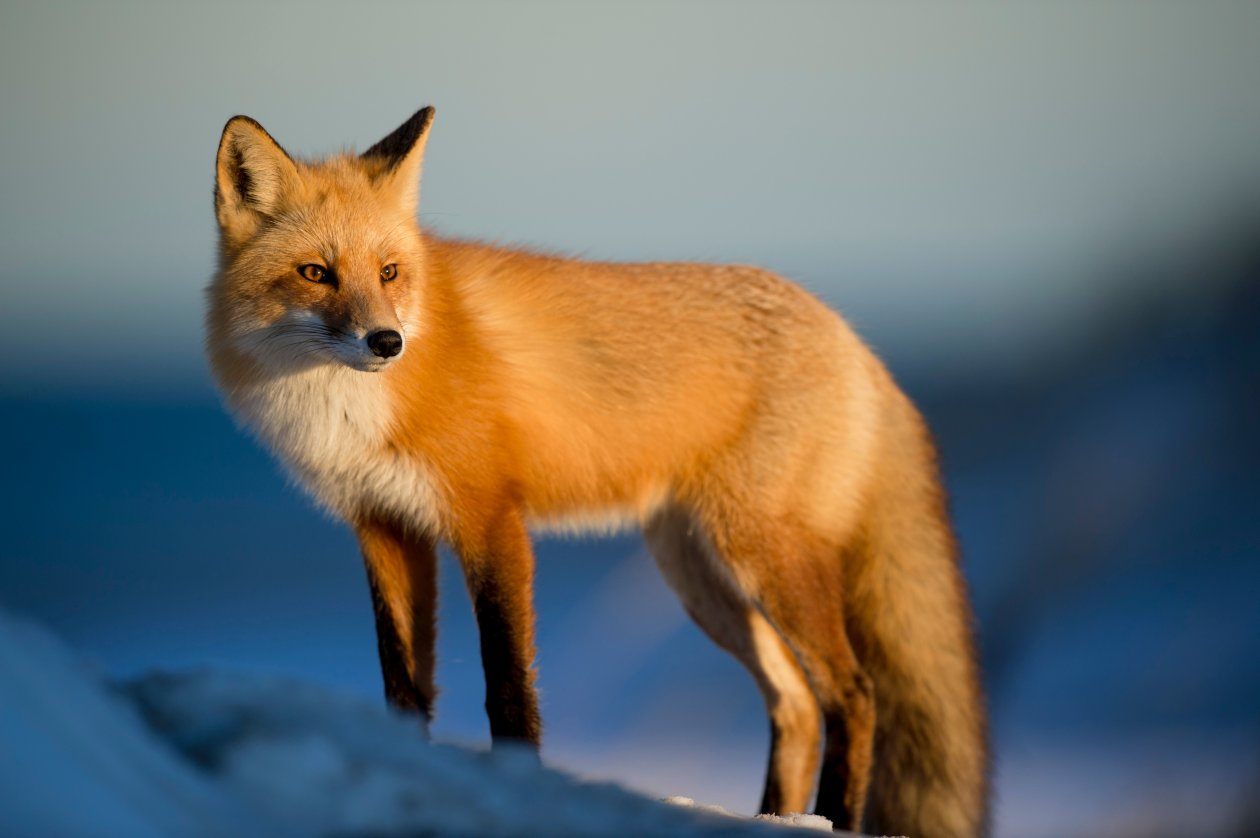 Fox Wild 4k