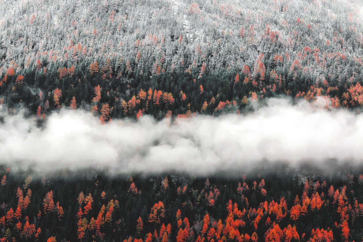Orange Tress Autumn Forest Landscape Mist Scenic Nature