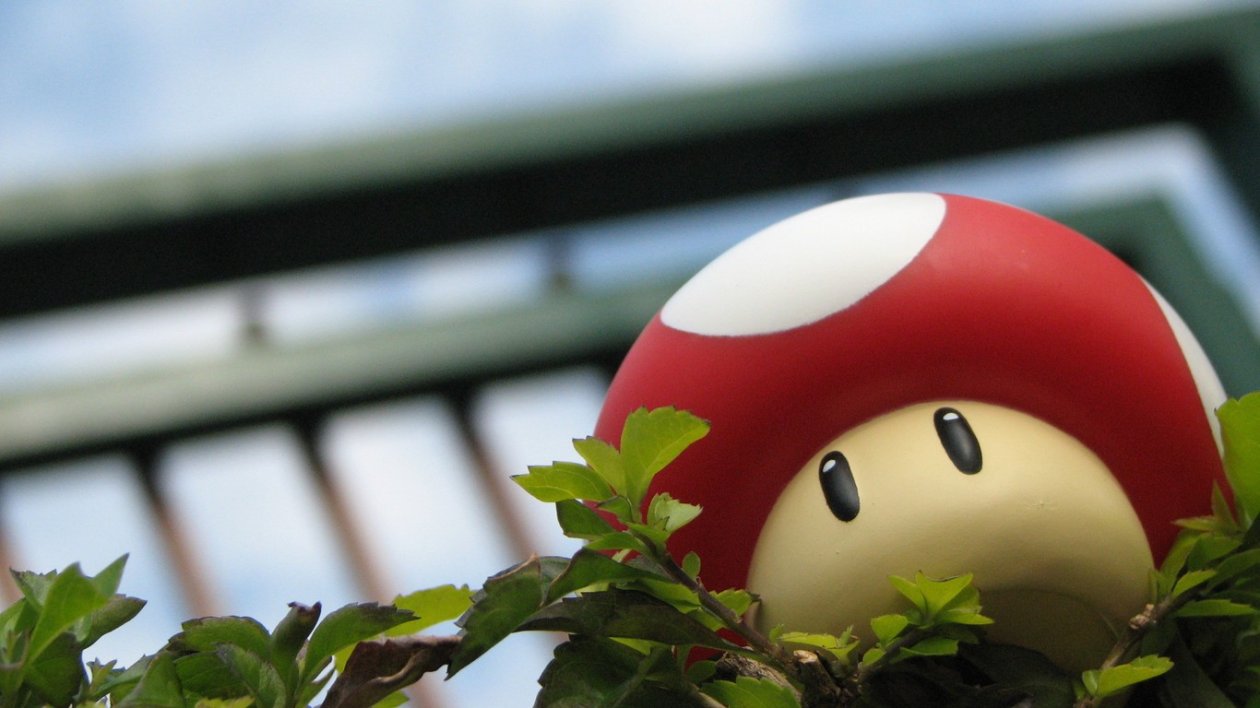 Toad
