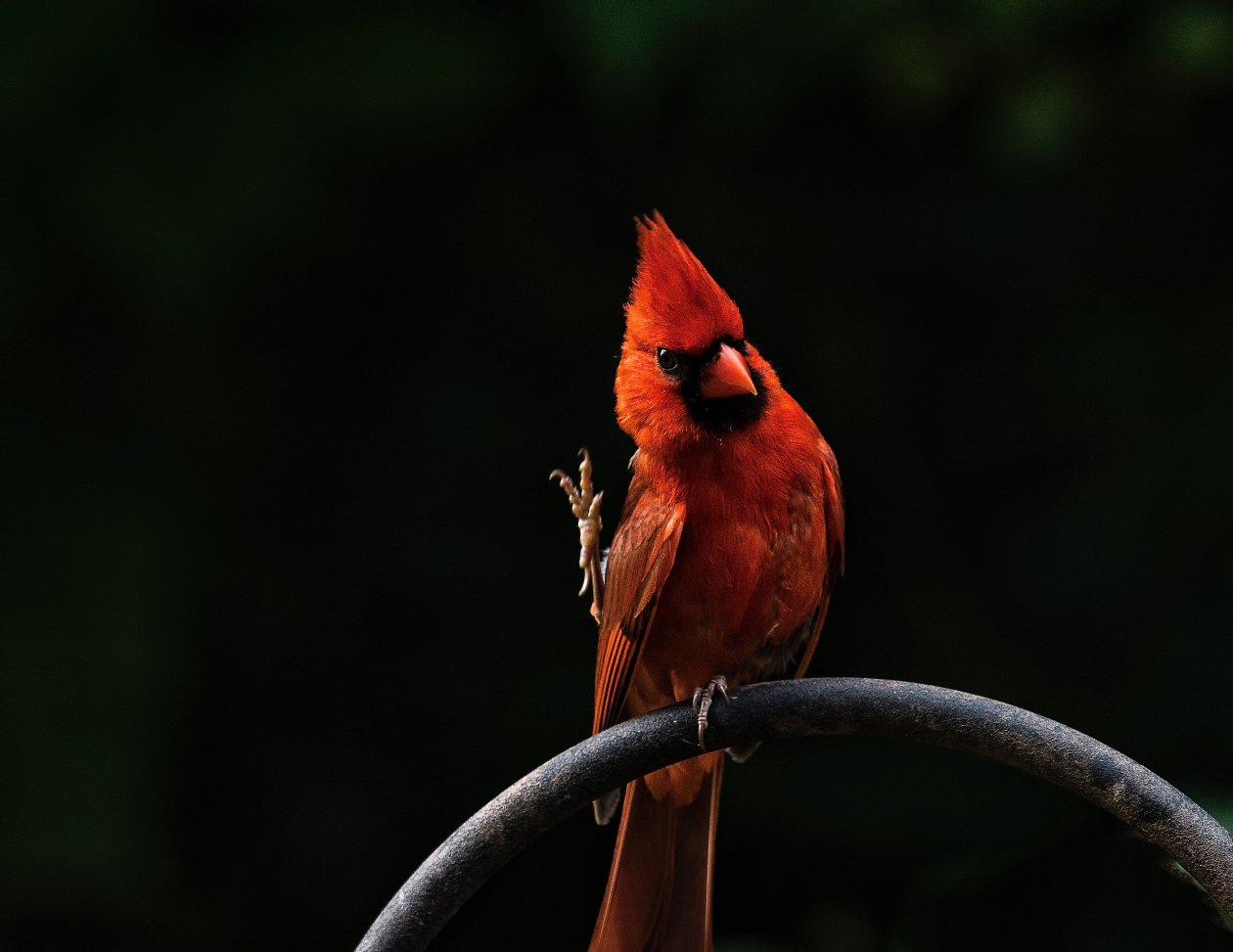 Red Bird Feathers