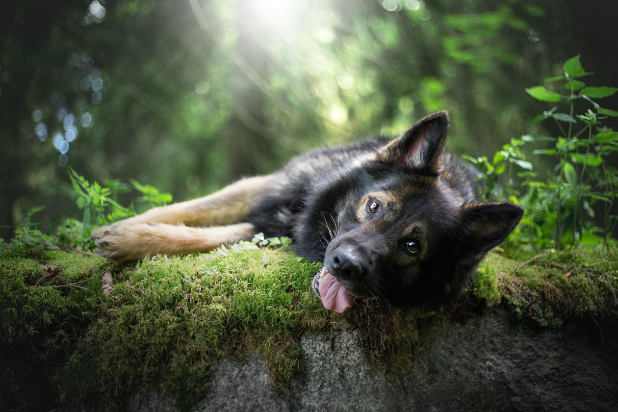 German Shepherd Tongue Out 5k