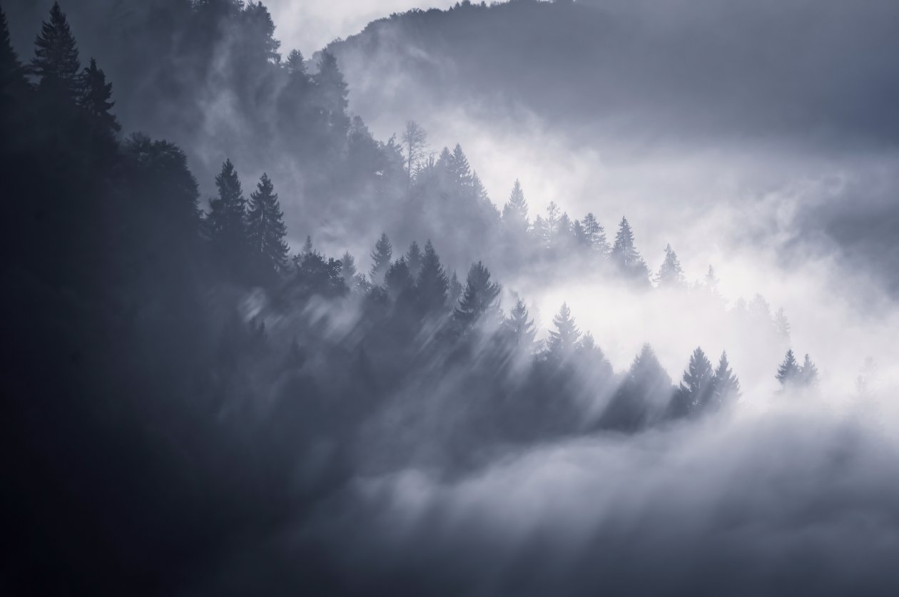 Snow Fog Trees 5k
