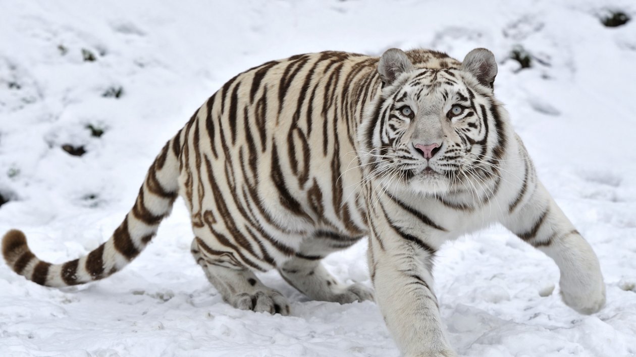 Tiger Albino 1