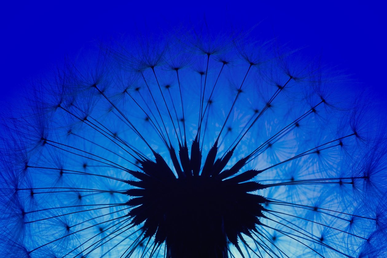 Dandelion Macro Flower