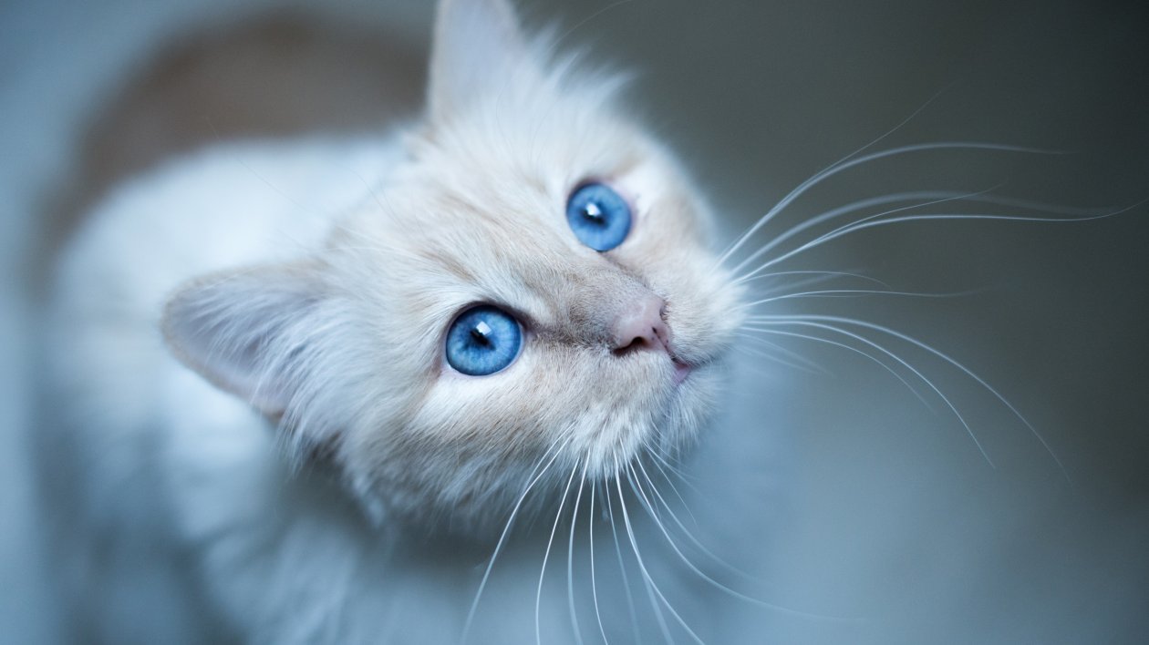 Cat Muzzle
