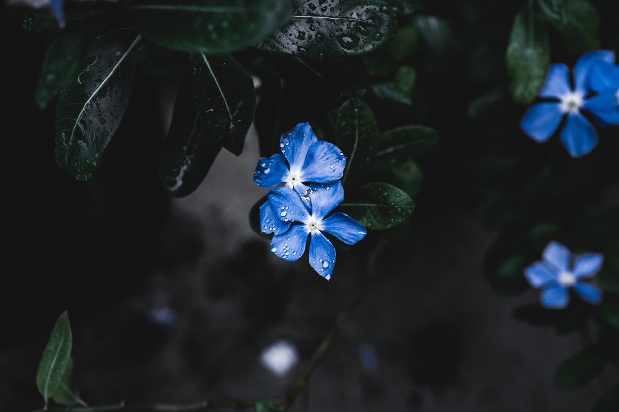 Blue Plant Flower