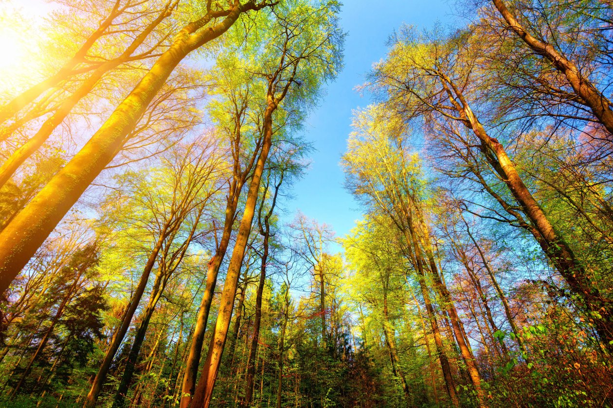 Trees Forest 5k