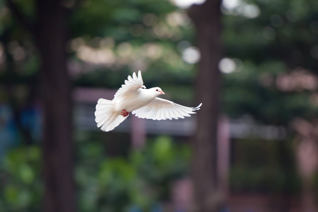 Flying White Dove