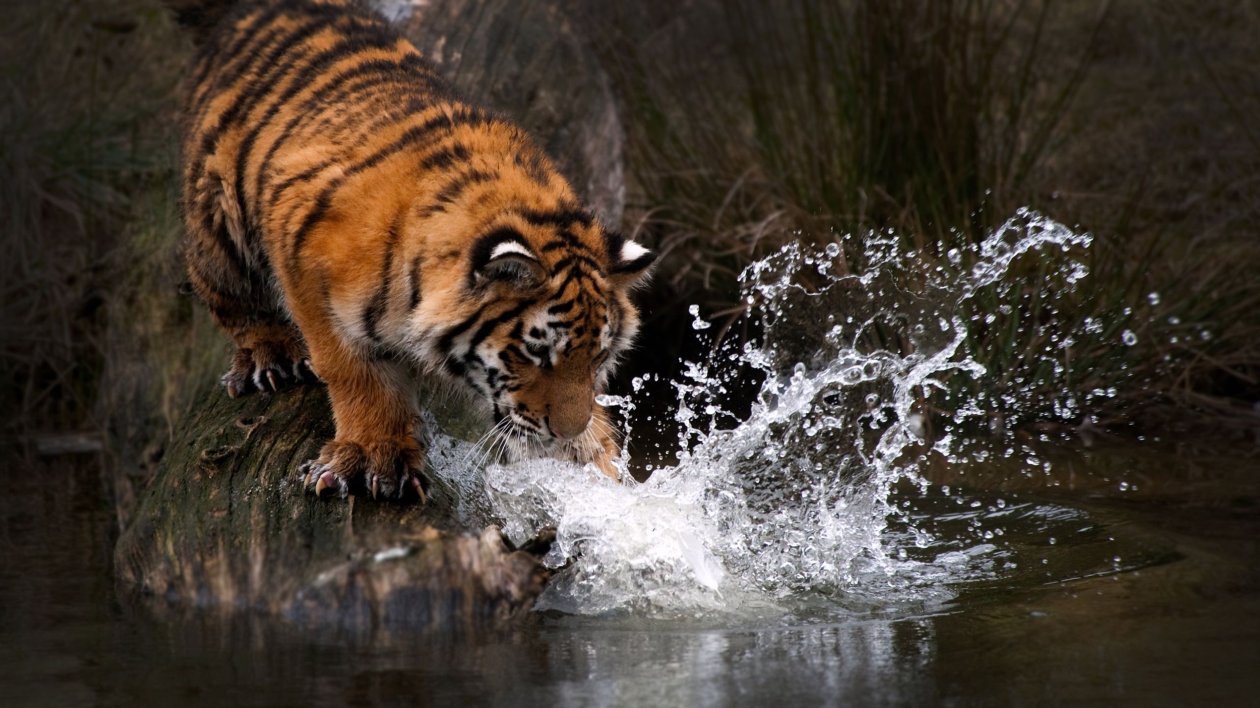 Tiger Water 4k