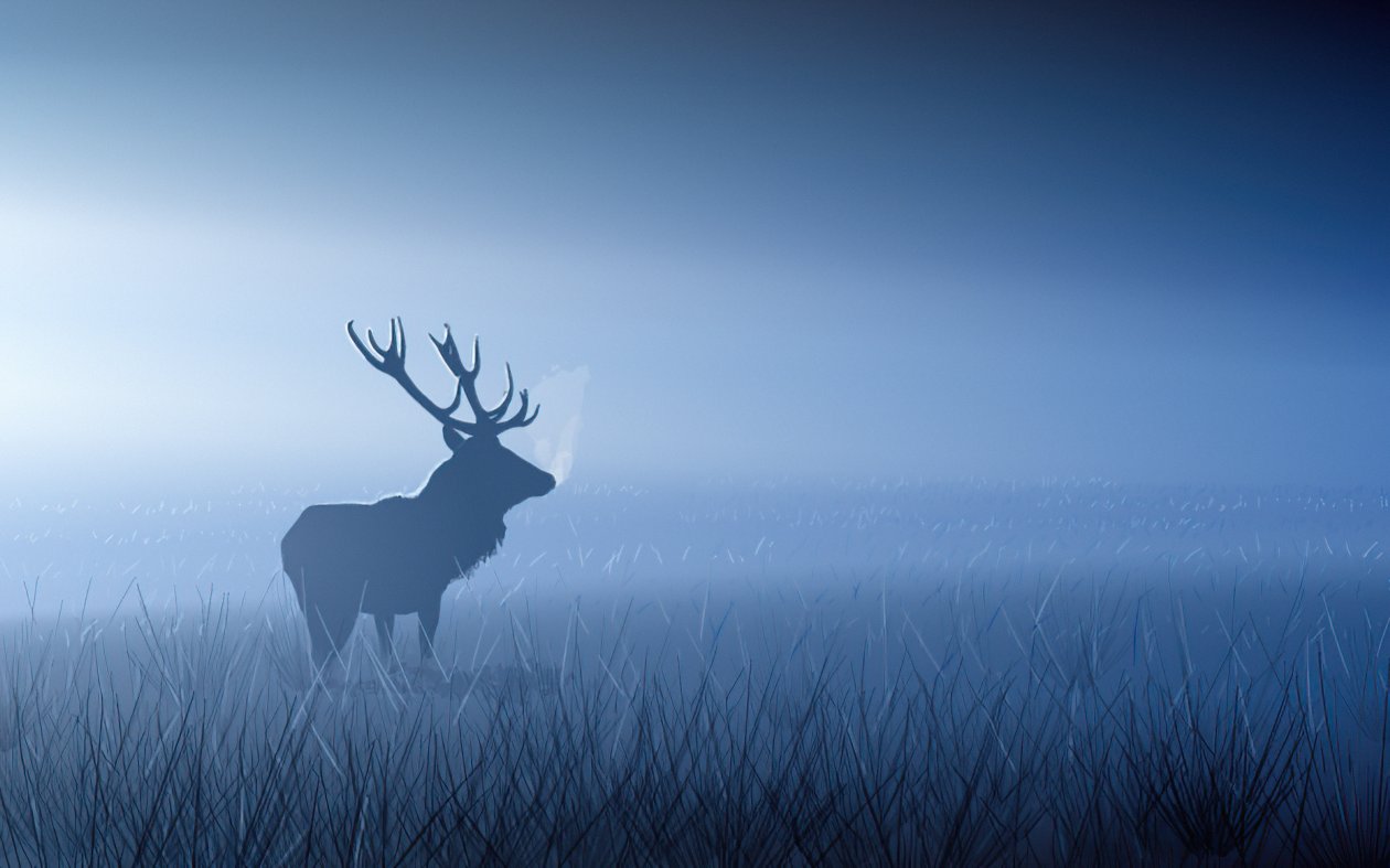 Red Stag In Morning Fog