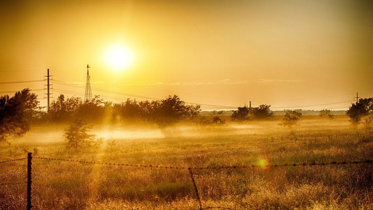 Dawn Grass In Summer Light