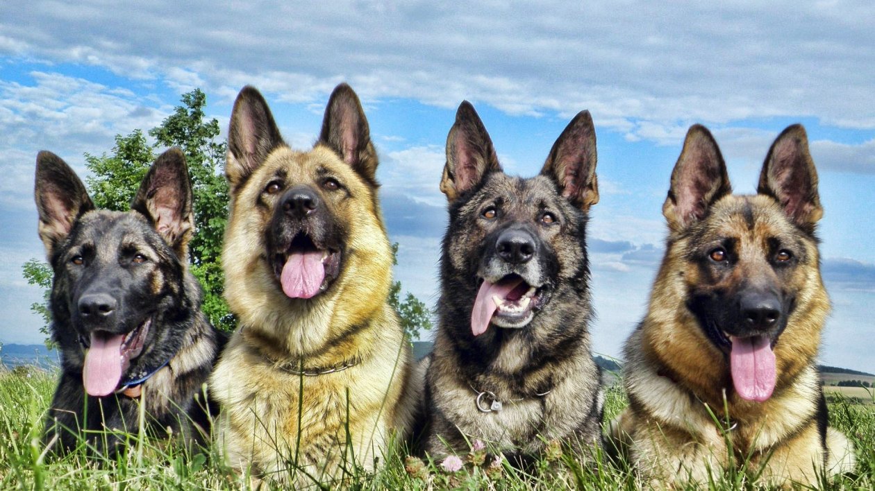 German Shepherd 4