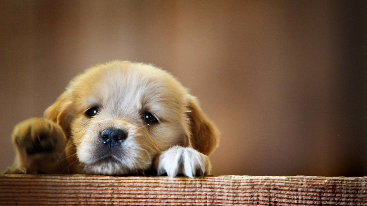 Puppy Snout Dog