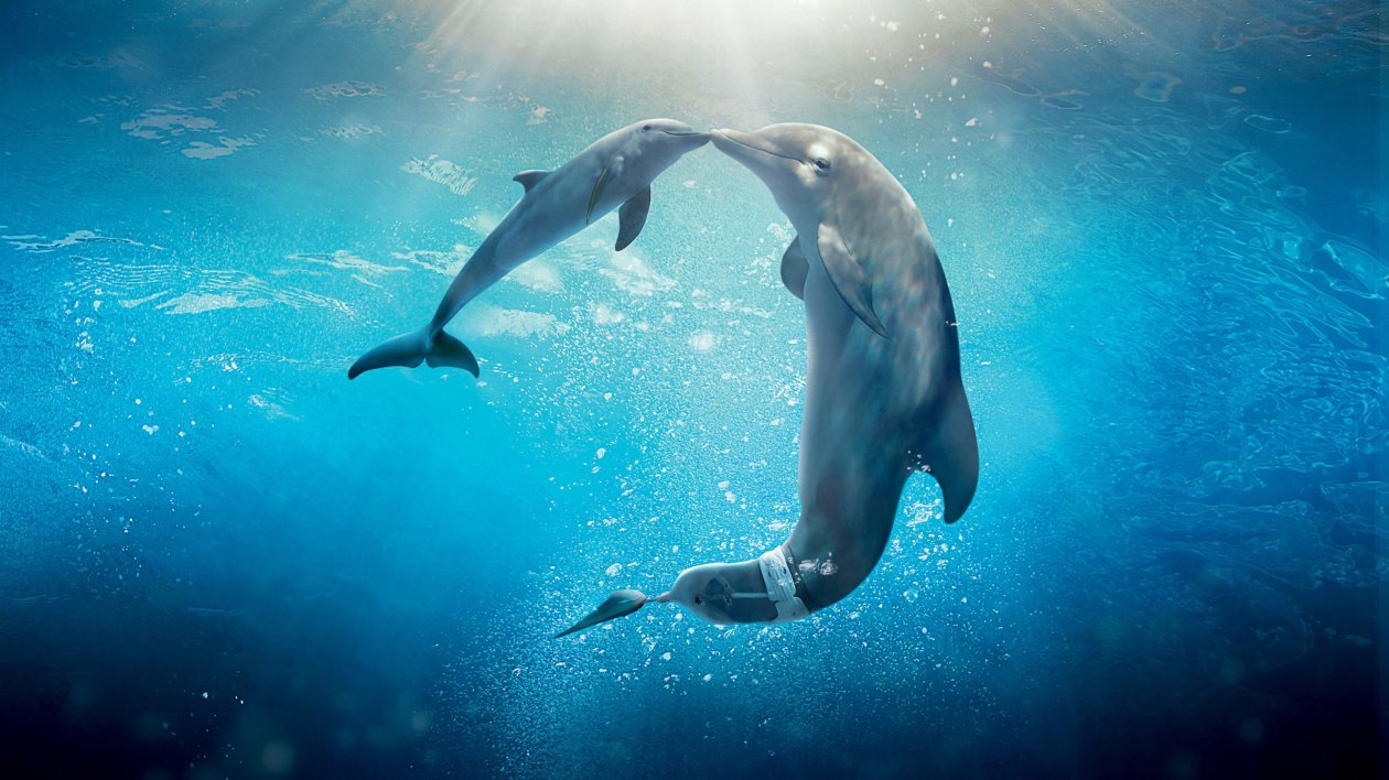 Dolphin Tale 2 Movie