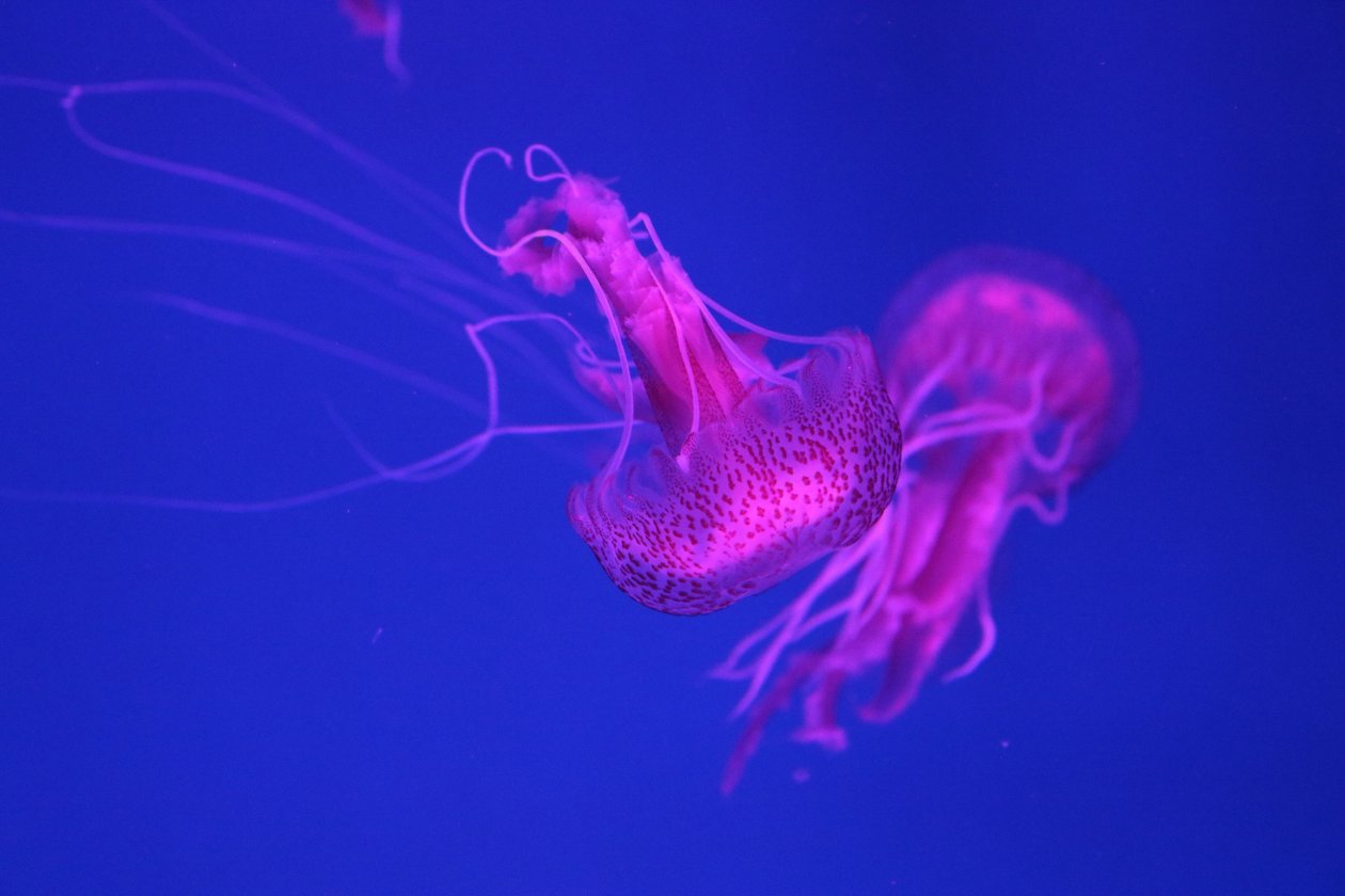 5k Jellyfish