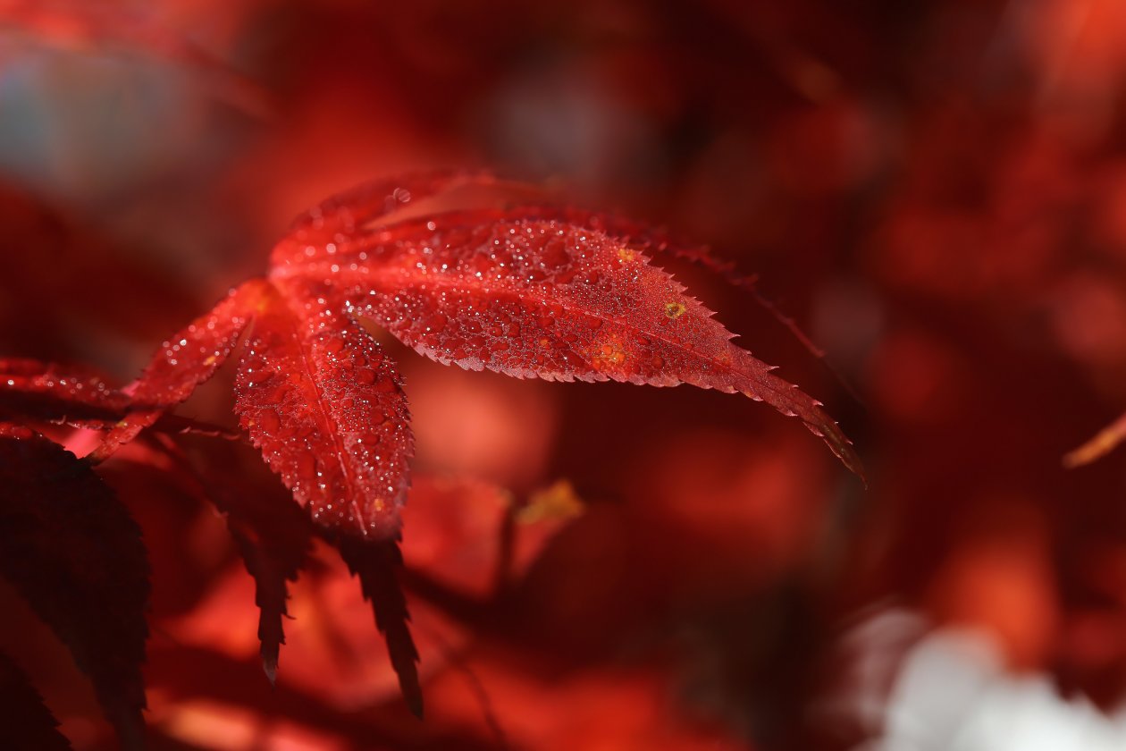 Red Leaf Macro 5k