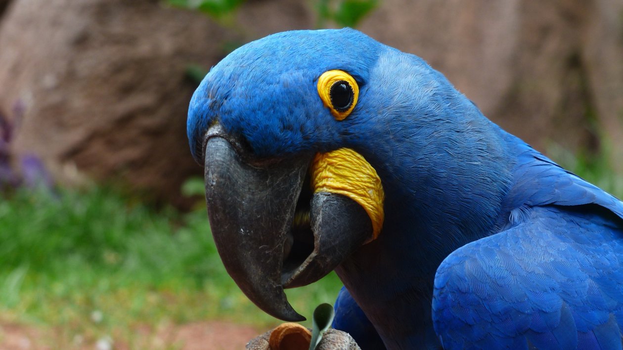 Macaw Parrot 2