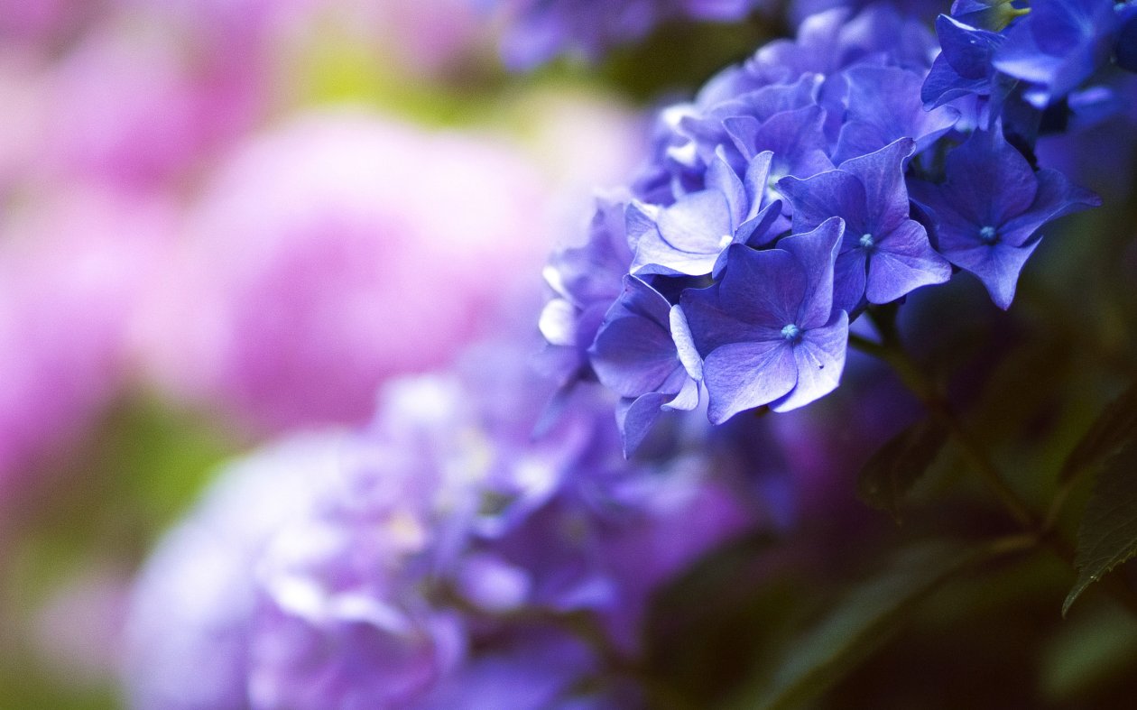 Flower 4k