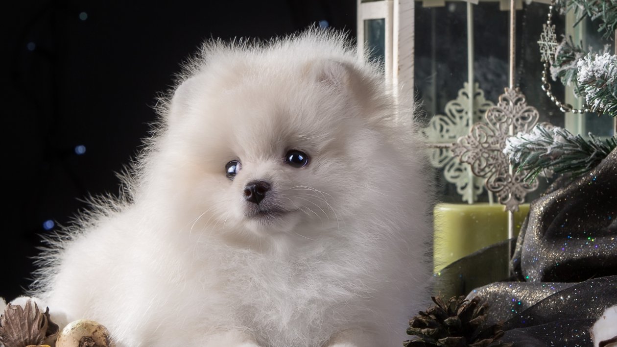 Puppy White Cute
