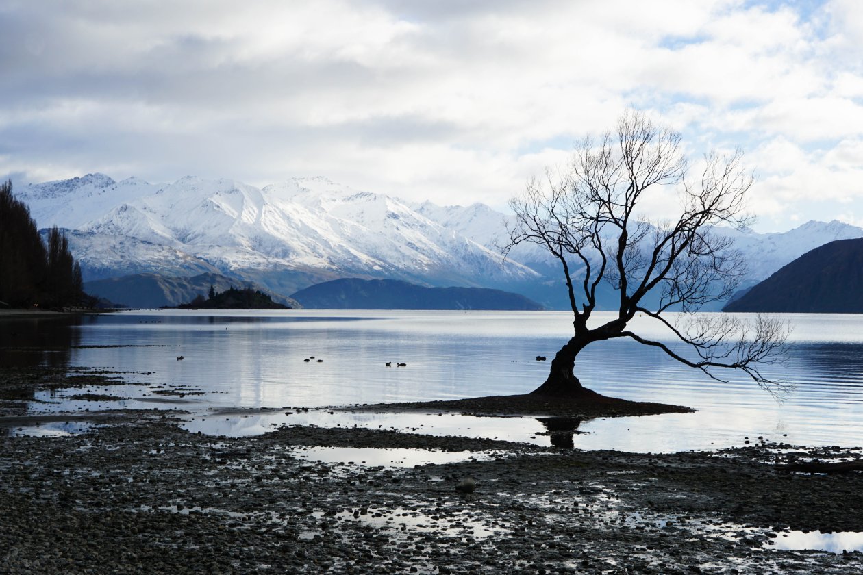Alone Tree Snow Lake Mountain Landscape 5k