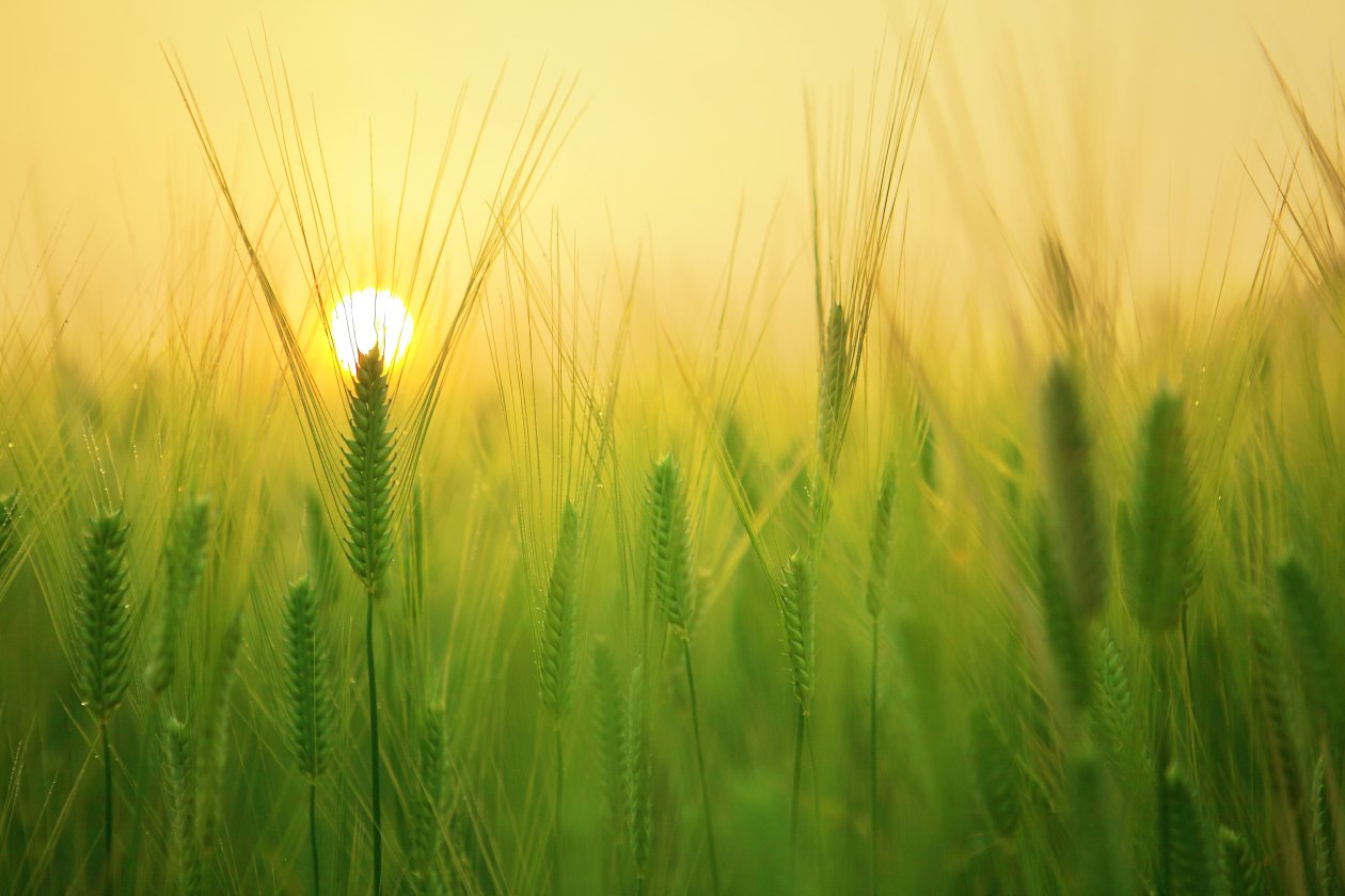 Barley Field 4k