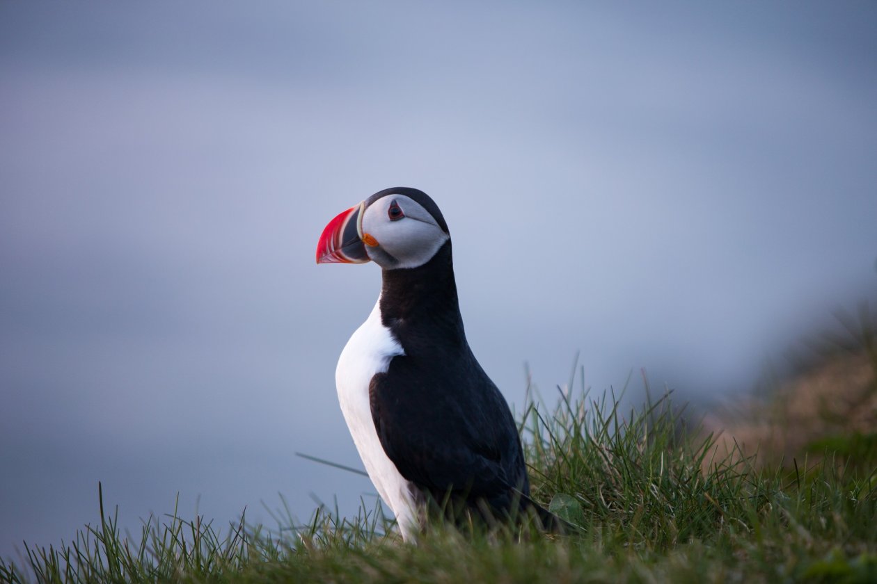 Puffin Bird
